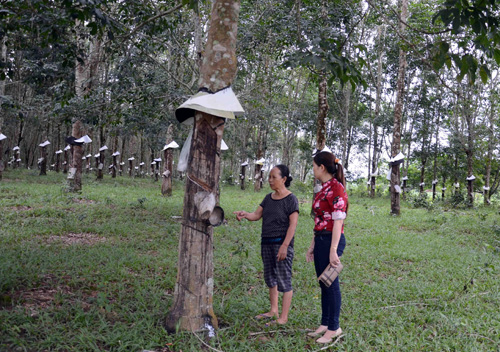 Nữ thương binh làm giàu trên đất biên giới